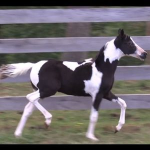 Meet your Posher, Robin